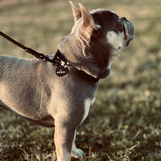 Perché la Medaglietta è Essenziale per la Sicurezza del Tuo Cane