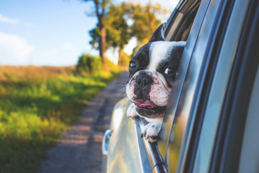 Viaggiare Sicuri con il Tuo Cane: L'Importanza della Cintura Auto
