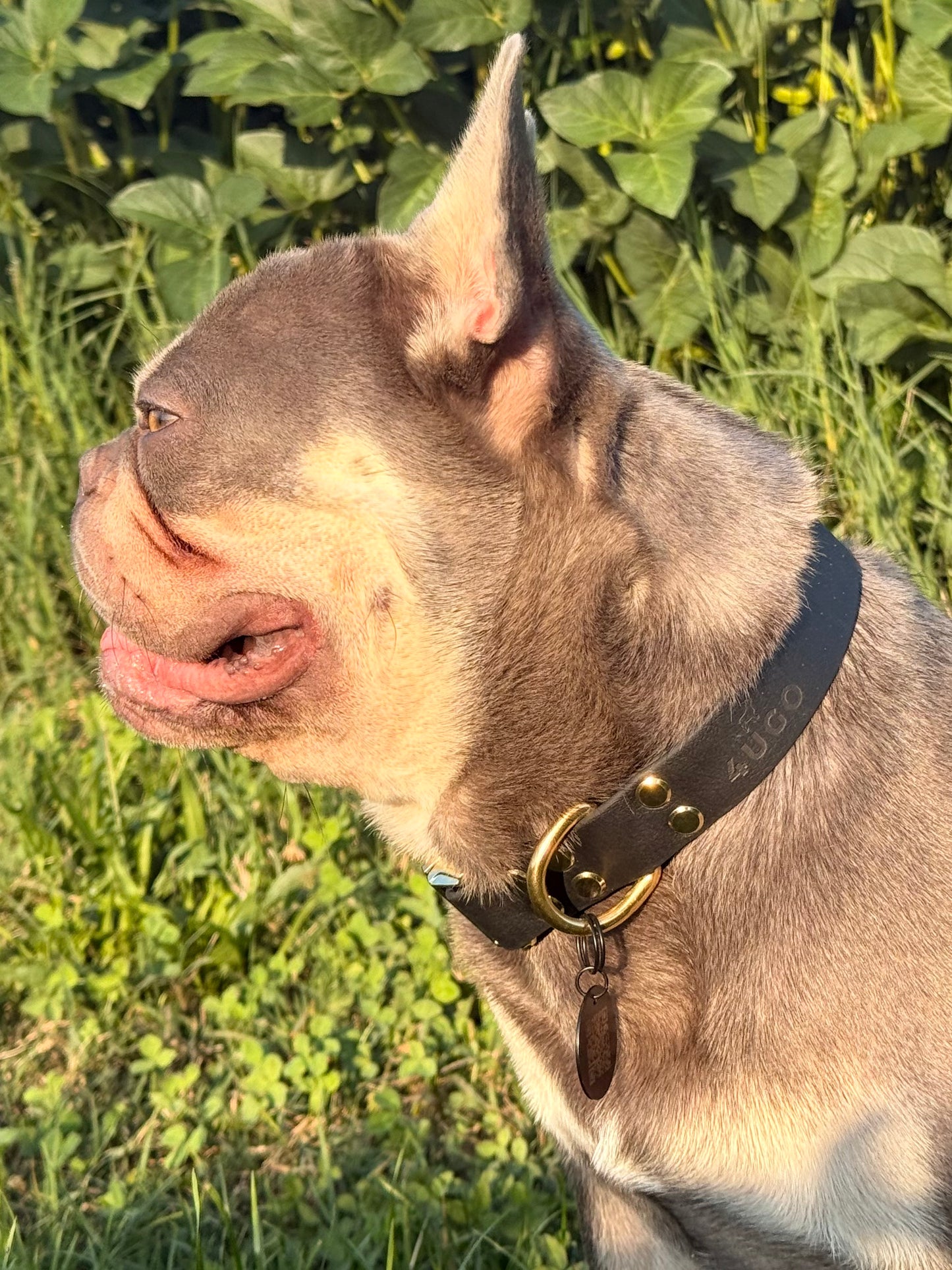Medaglietta personalizzata per Cani