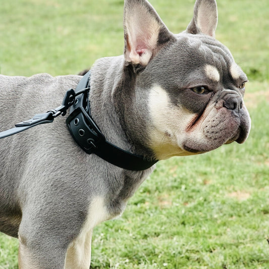 Collare per cani in BioThane®