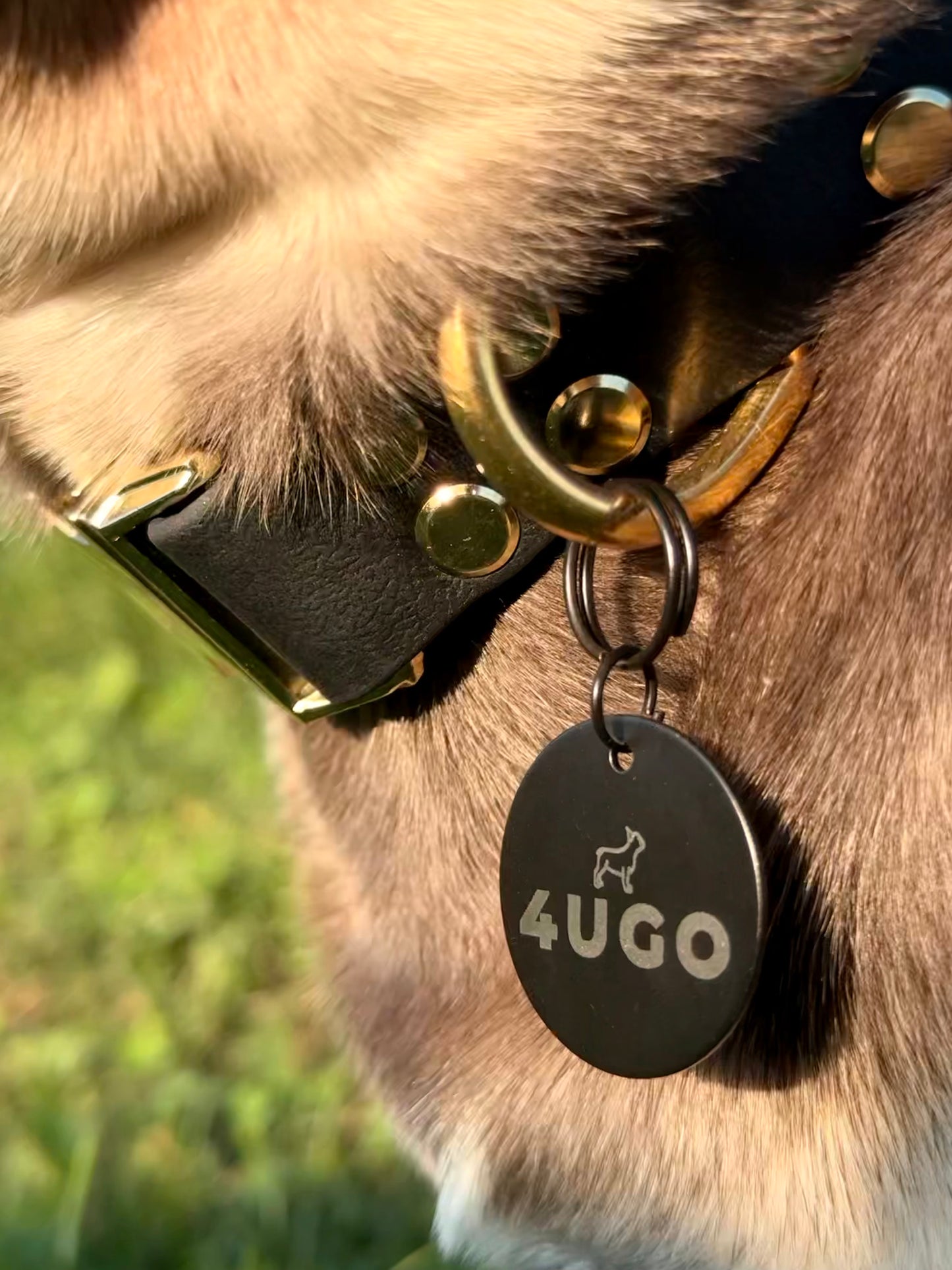 Medaglietta personalizzata per Cani