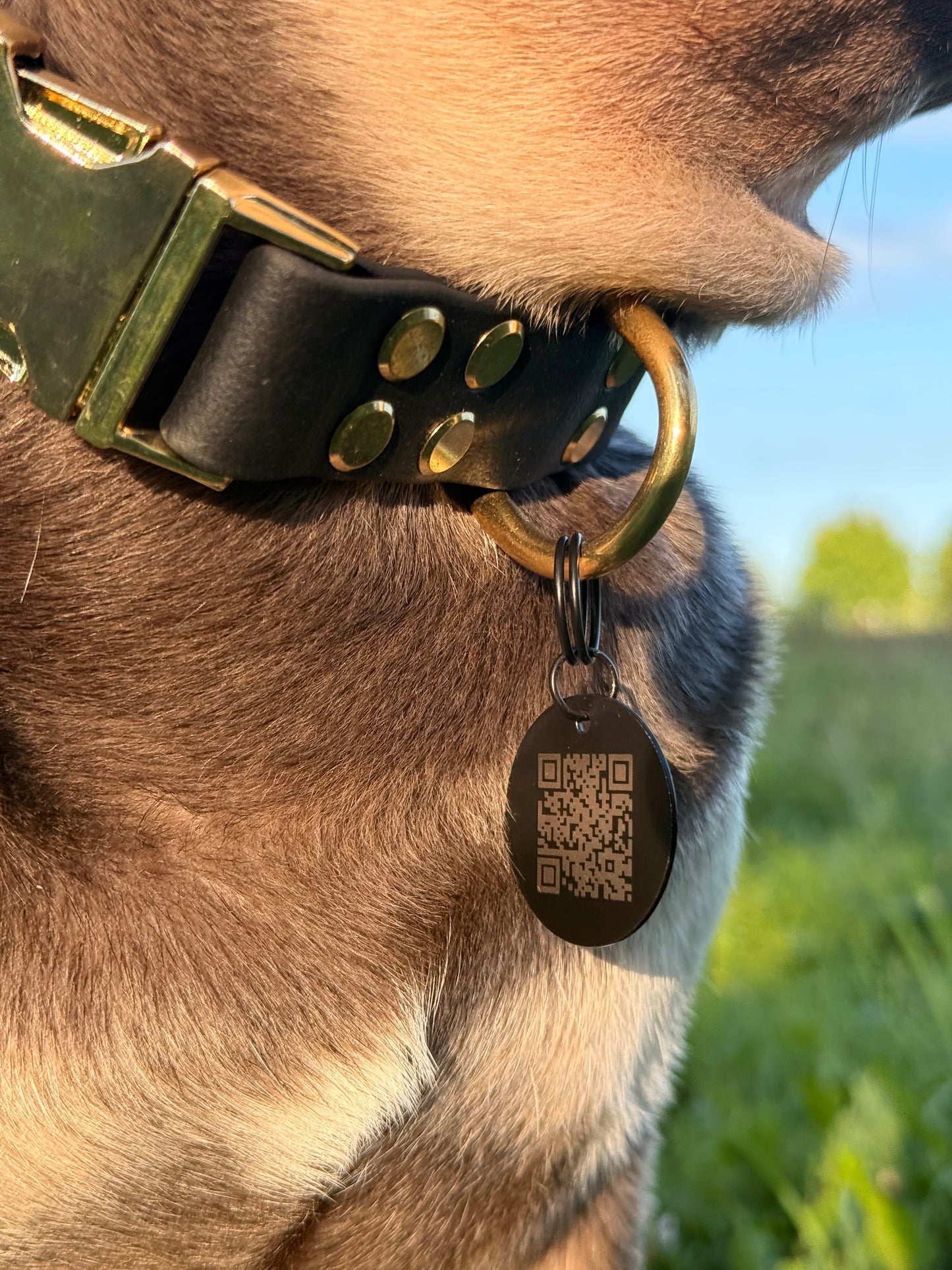 Medaglietta personalizzata per Cani