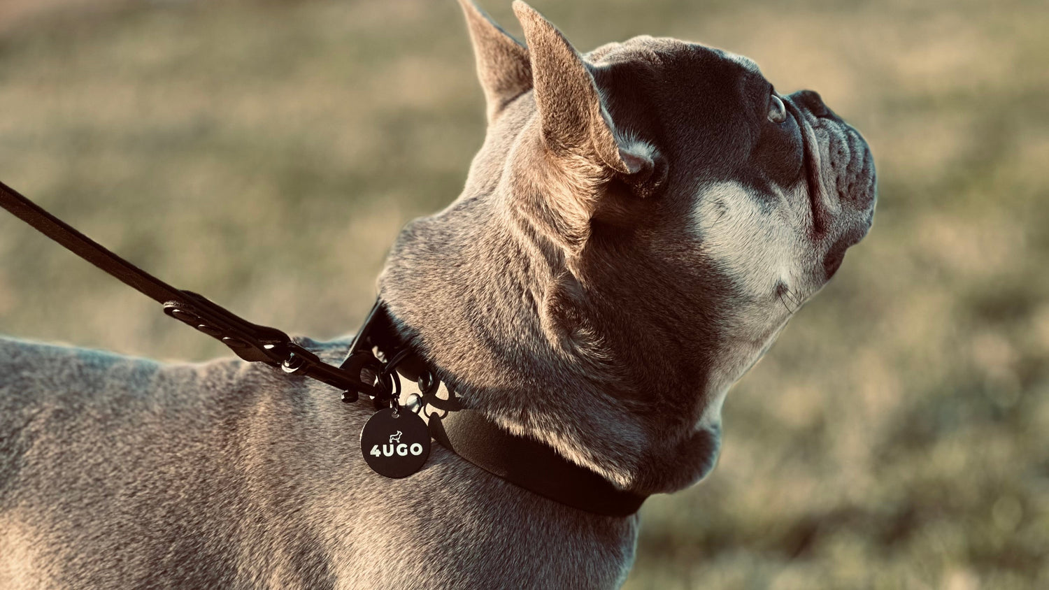 Bulldog francese con collare 4UGO in biothane – resistenza, eleganza e comfort per il tuo cane