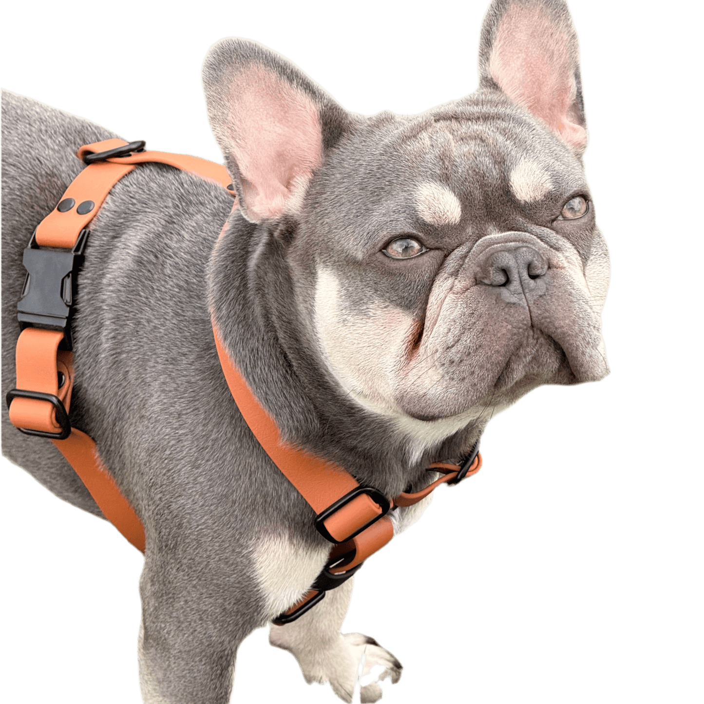 Pettorina ad H in BioThane® - 4UGO