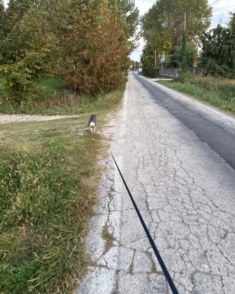 Odino, cane
