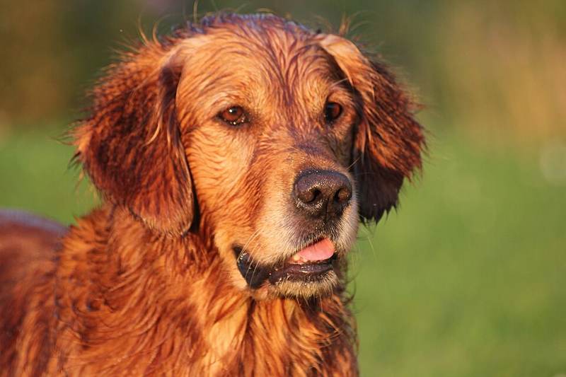 La foto della domanda: un cane da riconoscere